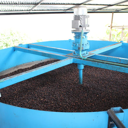 Coffee cherries from El Vergel Estate
