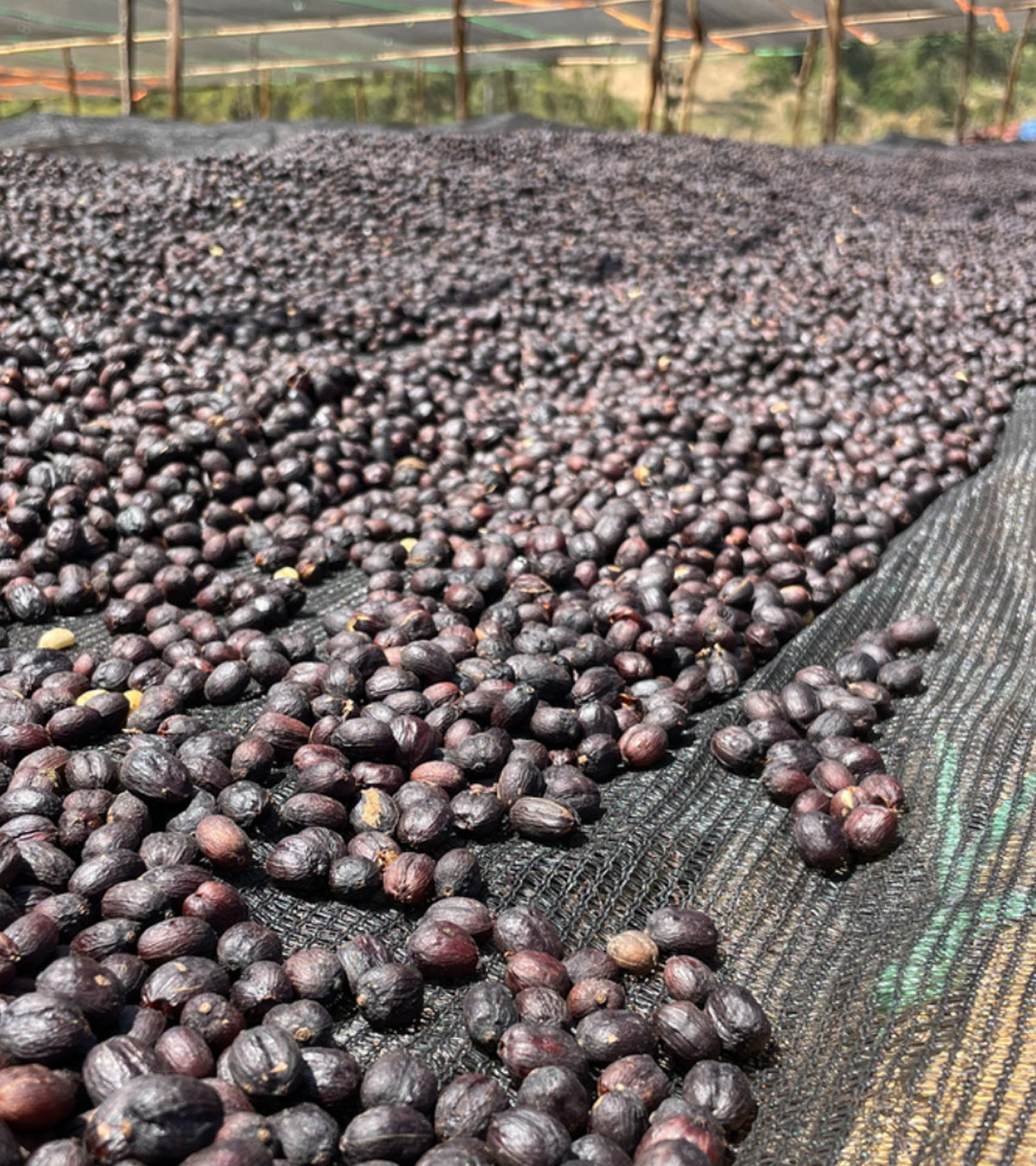 coffee cherries drying in the sun