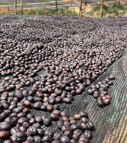 coffee cherries drying in the sun