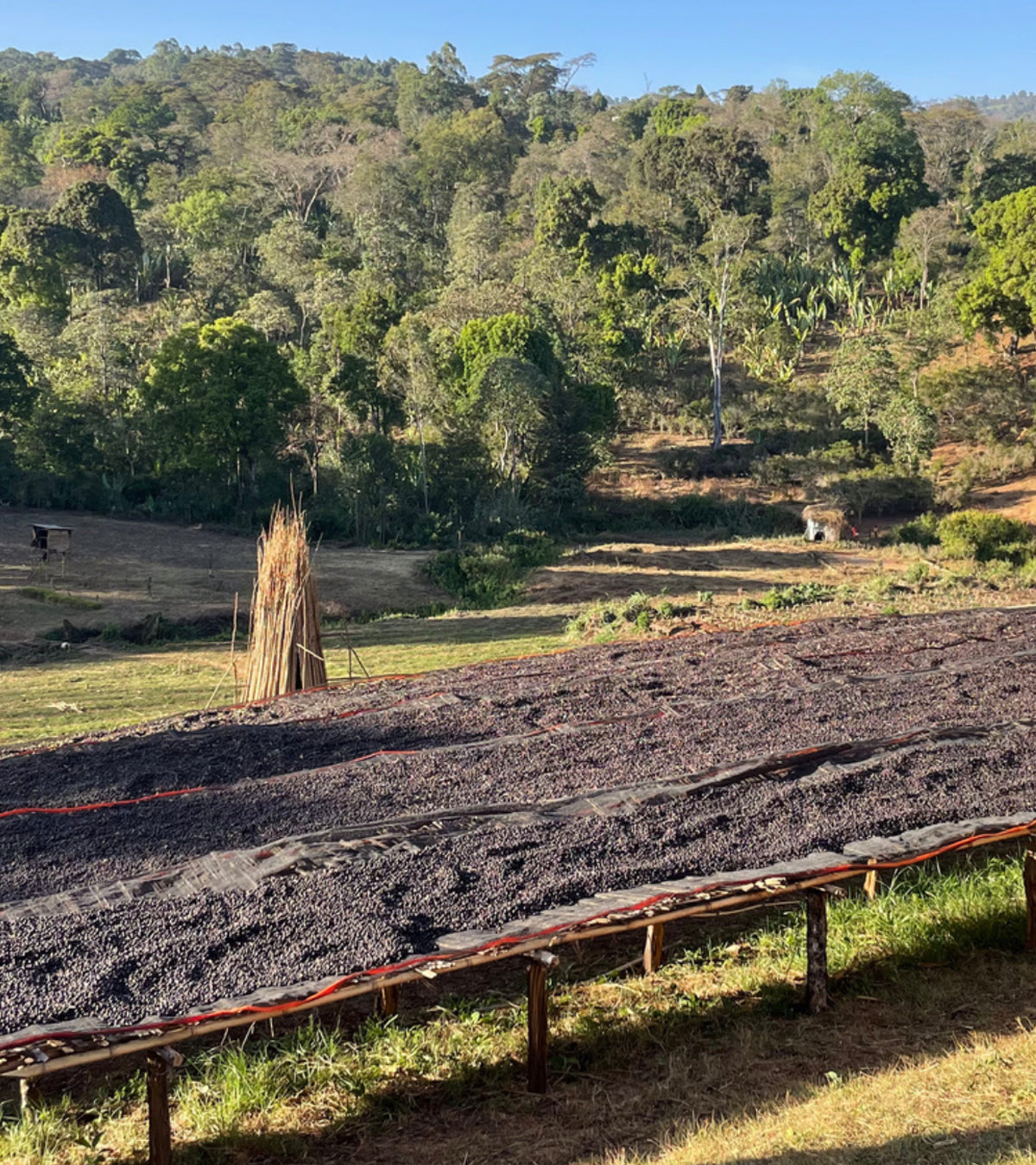 coffee cherries drying in the sun