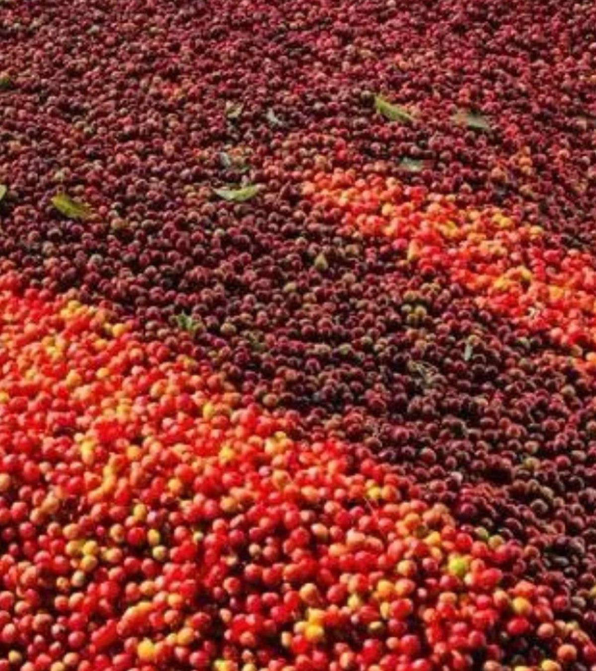 red coffee cherries