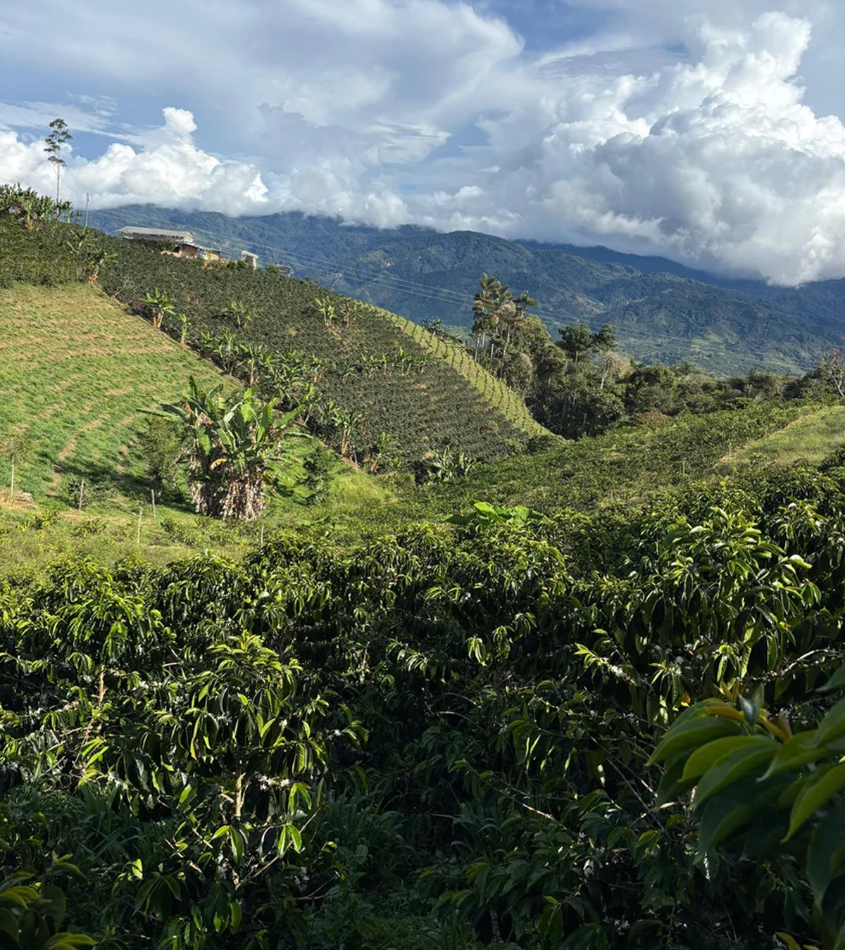 A scenic landscape of rolling green hills and mountains under a cloudy blue sky, with rows of coffee plants on the slopes and dense leafy vegetation in the foreground.