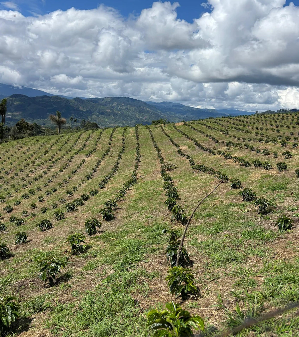A wide outdoor view of a terraced agricultural field with rows of young coffee plants stretching across rolling hills, with mountains and a cloudy blue sky in the background.