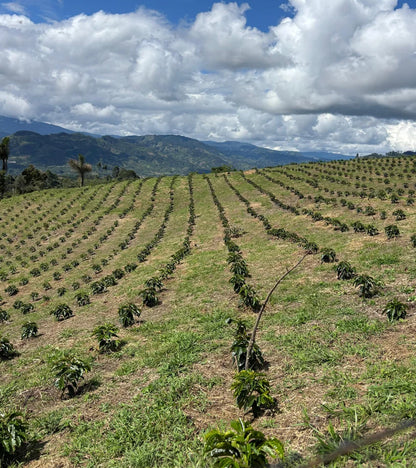 A wide outdoor view of a terraced agricultural field with rows of young coffee plants stretching across rolling hills, with mountains and a cloudy blue sky in the background.