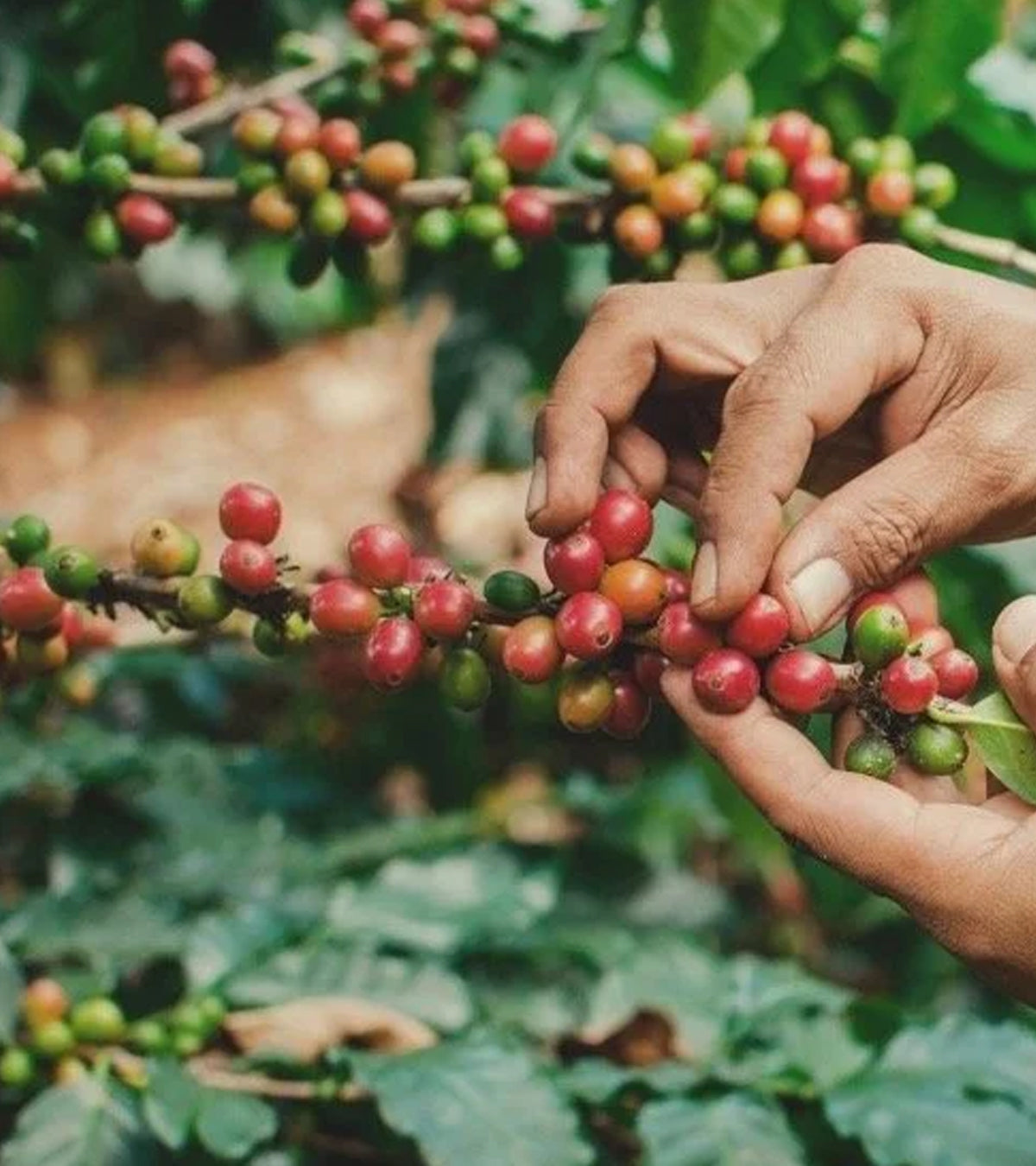 A close-up of a person's hands harvesting ripe red coffee cherries from a branch with green and red coffee leaves in a lush outdoor setting.