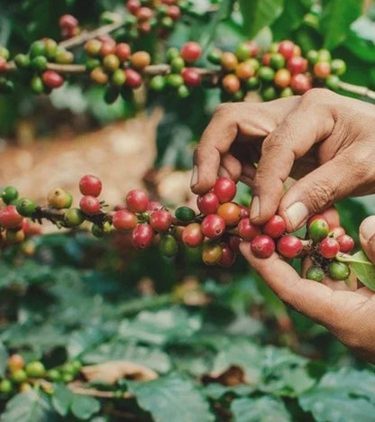 A close-up of a person's hands harvesting ripe red coffee cherries from a branch with green and red coffee leaves in a lush outdoor setting.