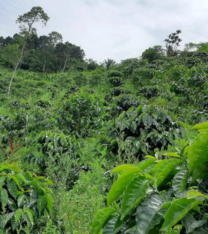 A lush green hillside plantation filled with leafy plants, including coffee plants, under an overcast sky with a few tall trees in the background.
