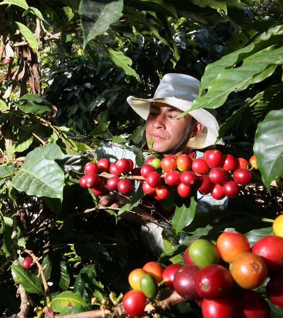 A person wearing a wide-brimmed hat harvests red coffee cherries from a branch growing among lush green leaves in a coffee plantation.