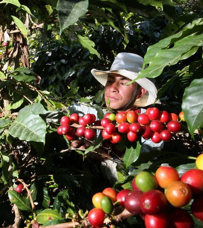 A person wearing a wide-brimmed hat harvests red coffee cherries from a branch growing among lush green leaves in a coffee plantation.