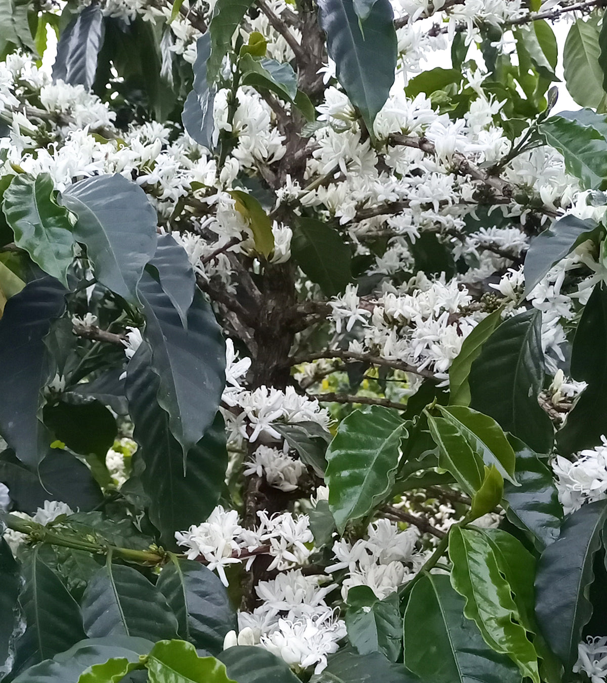 Suke Quto blossoms