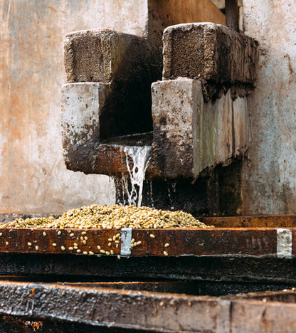 Coffee cherries washing station