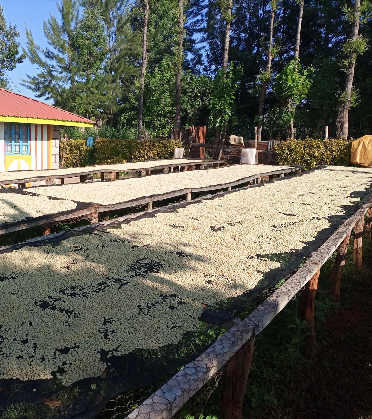 Coffee cherries drying in the sun