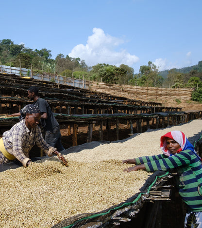Coffee beans drying in the sun