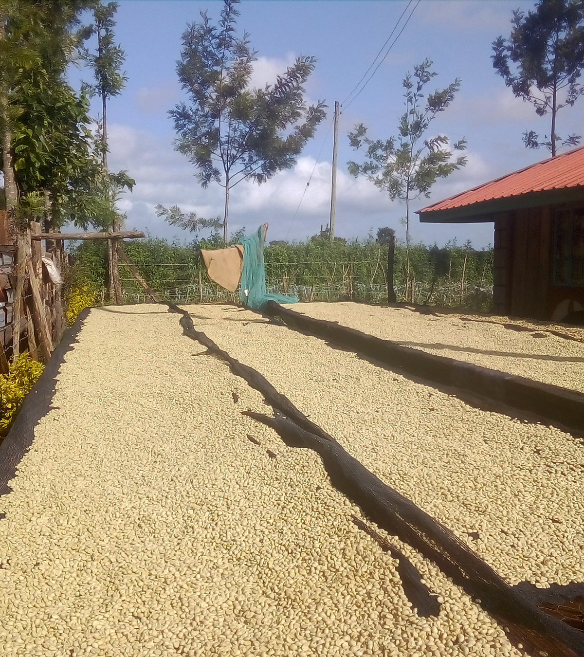 Coffee cherries drying in the sun