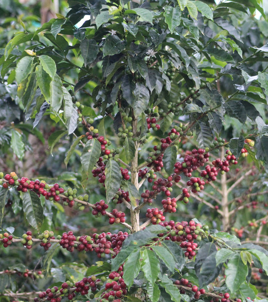 Coffee berries on a coffee tree with green leaves